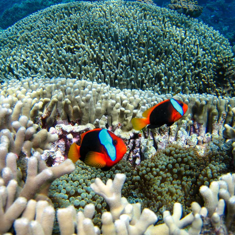 Coral formations on the Great Barrier Reef 