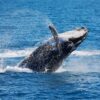 Wale breaching in the Cairns coast