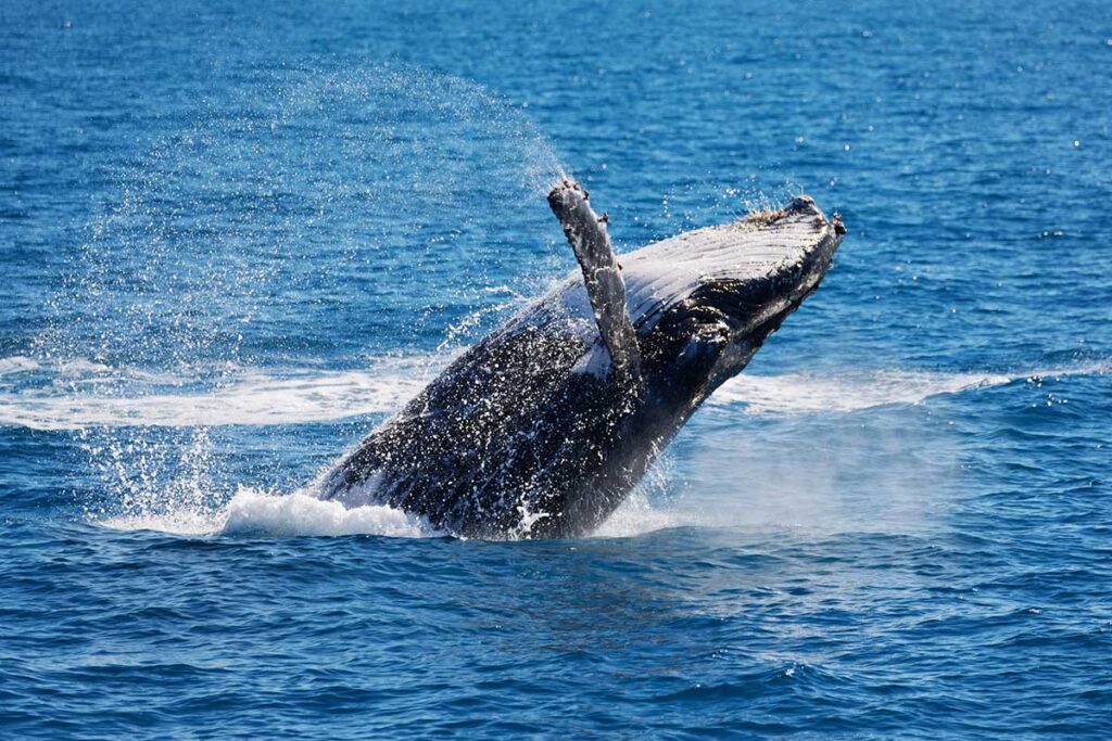 Wale breaching in the Cairns coast