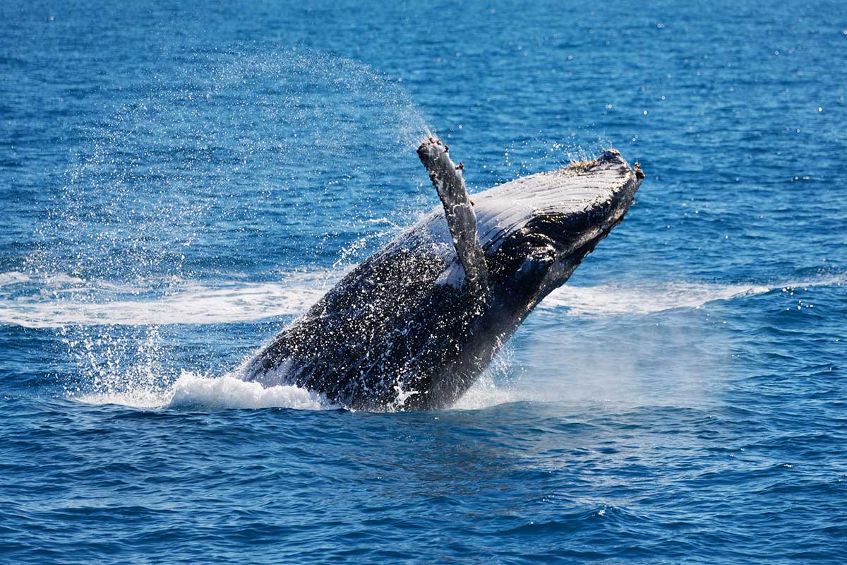 Wale breaching in the Cairns coast