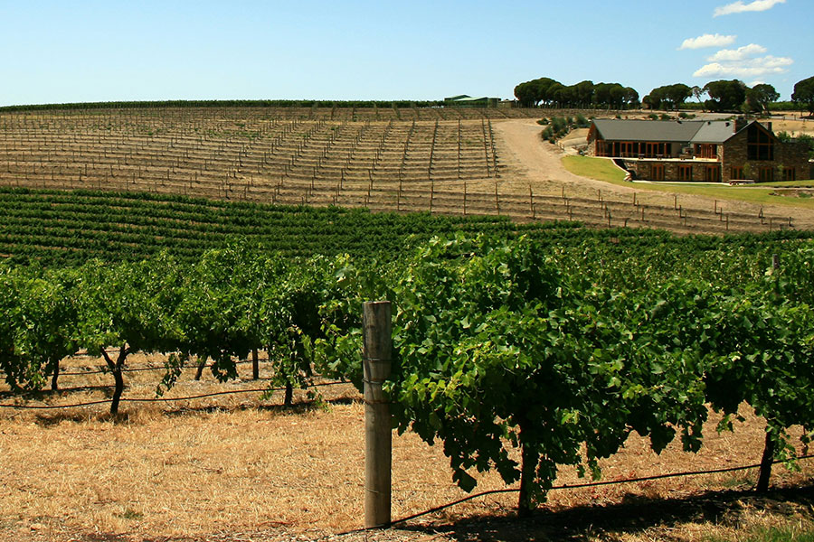 Vineyard in Barossa Valley